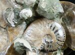 Beautiful Polished Ammonite Cluster - / Wide #9559-4